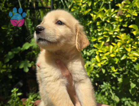 Golden retriever 3 Aylık Erkek