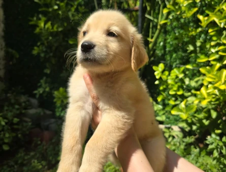 Golden retriever 3 Aylık Erkek - 5037