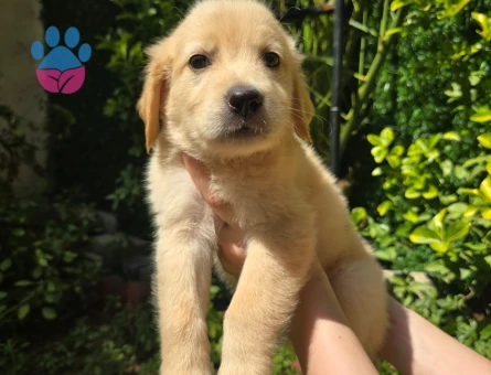 Golden retriever 3 Aylık Erkek