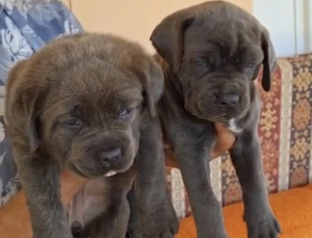 Orjinal Cane corso - 5038