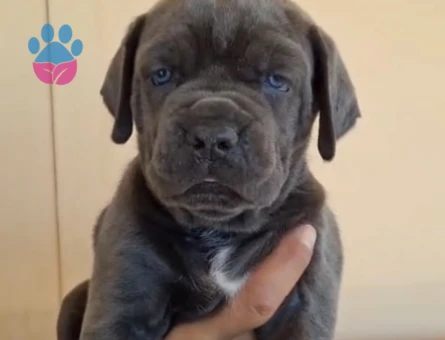 Orjinal Cane corso
