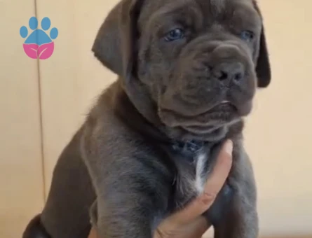 Orjinal Cane corso