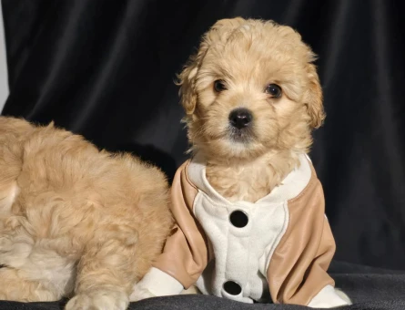 Orijinal Teacup Maltipoo - 5039