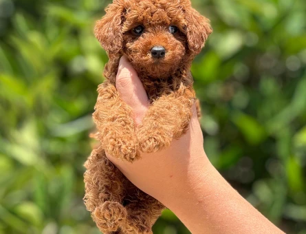 Orjinal toy poodle - 5040