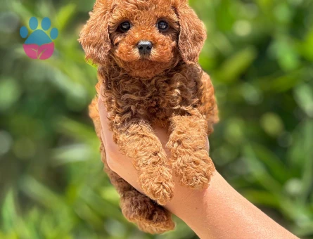 Orjinal toy poodle