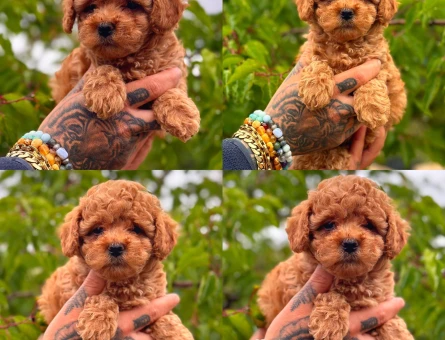 Orjinal toy poodle 3 Aylık - 5041