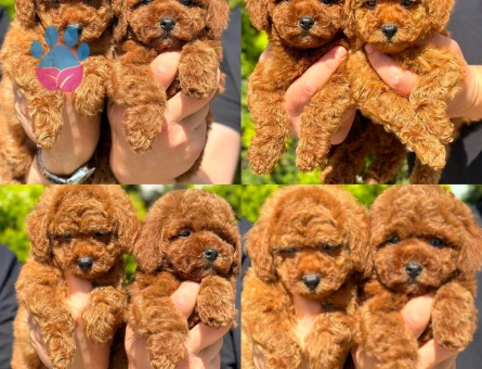 Orjinal toy poodle 3 Aylık