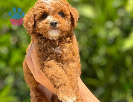Orjinal toy poodle 3 Aylık