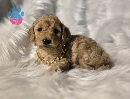 Orijinal Teacup Maltipoo