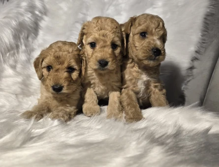 Orijinal Teacup Maltipoo - 5042