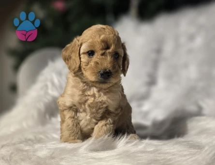 Orijinal Teacup Maltipoo