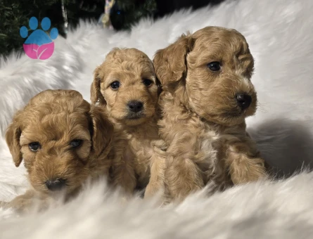 Orijinal Teacup Maltipoo