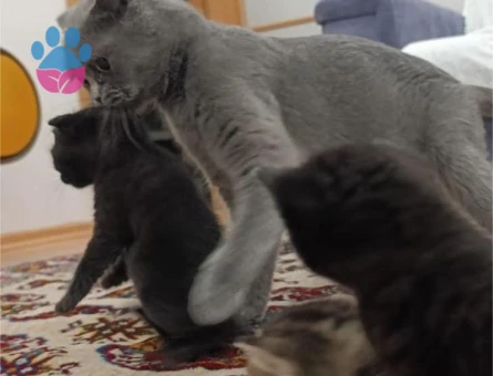 Scottish Fold 2 Aylık Topaç Kafa Büyükçekmecede