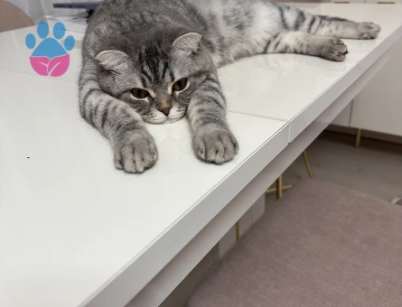 Kızıma yuva arıyorum