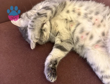 Kızıma yuva arıyorum