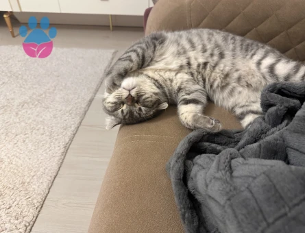 Kızıma yuva arıyorum