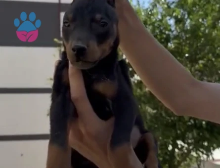 DOBERMAN YAVRULAR - 6464