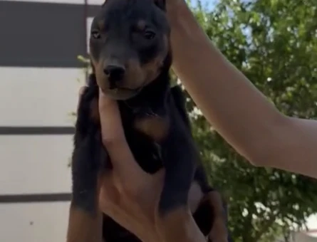 DOBERMAN YAVRULAR - 6464