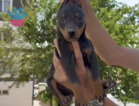 DOBERMAN YAVRULAR