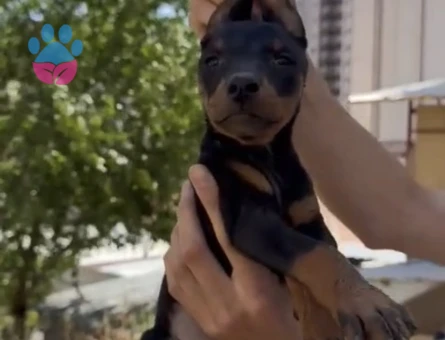 DOBERMAN YAVRULAR