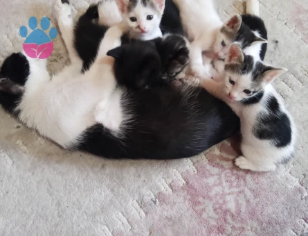 ANNE KEDİ KAPIMA DOĞURDU - 6466