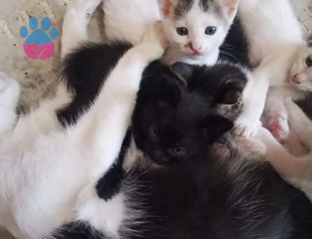 ANNE KEDİ KAPIMA DOĞURDU