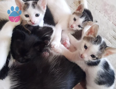 ANNE KEDİ KAPIMA DOĞURDU