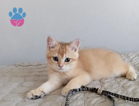 Orjinal ırk British shorthair golden