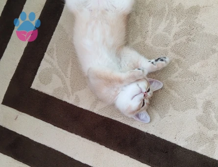Orjinal ırk British shorthair golden