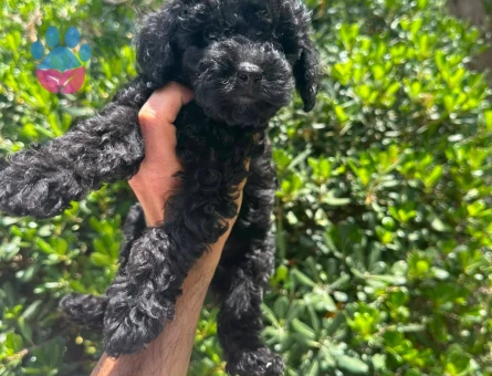 2.5 aylık safkan toy poodle