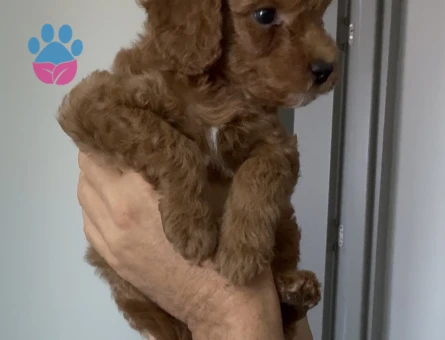 2 AYLIK ERKEK TOY POODLE - 6229 - Görsel 3