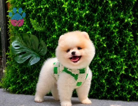 Muhteşem Teddy Face Pomeranian Boo | Göz Kamaştıran Özel Yavru | Ruhsatlı Üretim