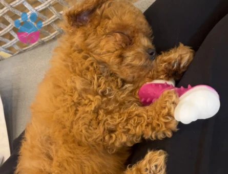 2 aylık Toy Poodle dişi yavru - 6476