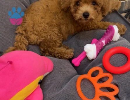 2 aylık Toy Poodle dişi yavru