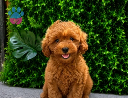 Muhteşem Apricot Toy Poodle Yavrusu | Eşsiz Tüy Kalitesi | Ruhsatlı Üretim - 6478
