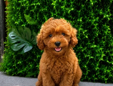 Muhteşem Apricot Toy Poodle Yavrusu | Eşsiz Tüy Kalitesi | Ruhsatlı Üretim - 6478