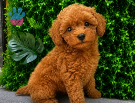 Muhteşem Apricot Toy Poodle Yavrusu | Göz Alıcı Tüy Yapısı | Özel Yavru - 6479