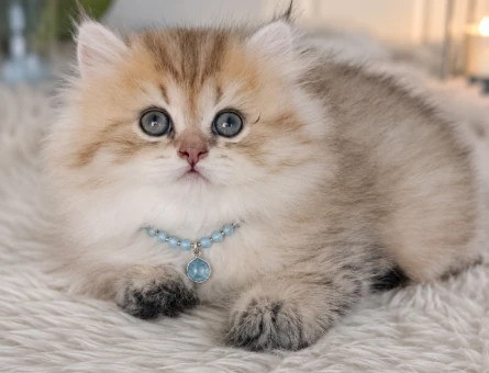 British Longhair Küçük Prens Yuva Arıyor - 6480