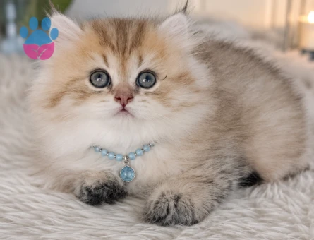 British Longhair Küçük Prens Yuva Arıyor
