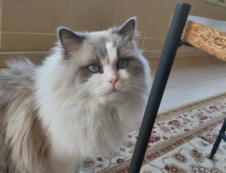 Erkek ragdoll kedimiz için güvenilir yuva - 6482