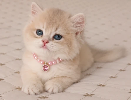 Nadir CY Renk British Shorthair Prensesimiz - 6483