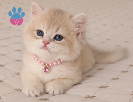 Nadir CY Renk British Shorthair Prensesimiz