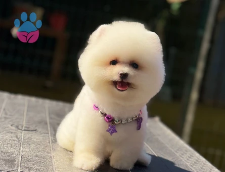 Oyuncu Pomeranian - 6485