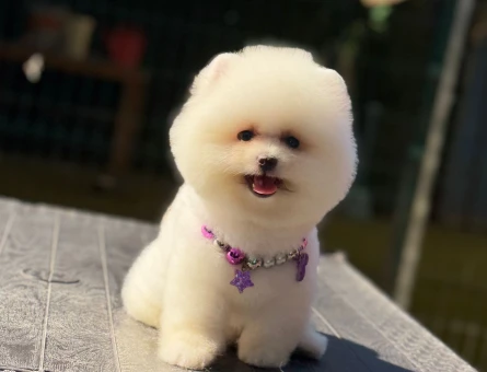 Oyuncu Pomeranian - 6485