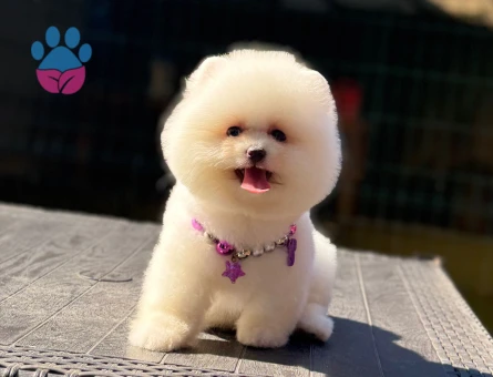 Oyuncu Pomeranian