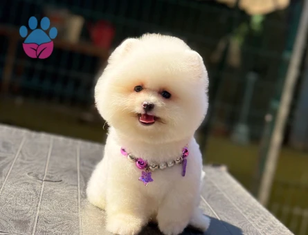 Oyuncu Pomeranian