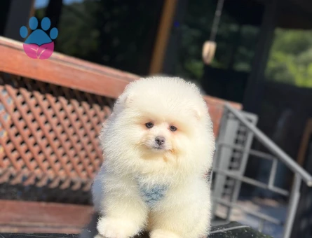 Ayıcık Surat Pomeranianboo - 6486