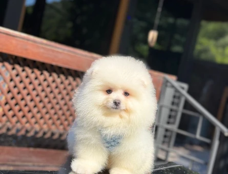 Ayıcık Surat Pomeranianboo - 6486