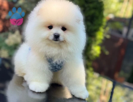 Ayıcık Surat Pomeranianboo