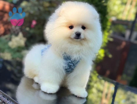 Ayıcık Surat Pomeranianboo